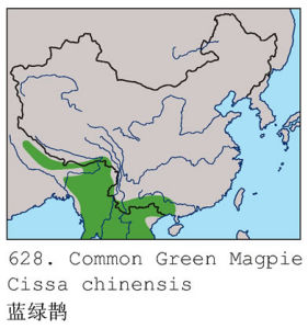 藍綠鵲分布圖