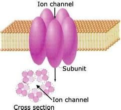 生物膜離子通道