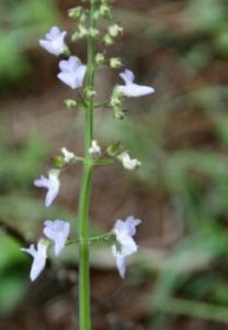 側花香茶菜