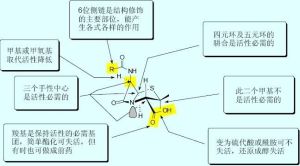 構效關係