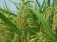 轉基因水稻