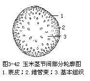 有限維管束