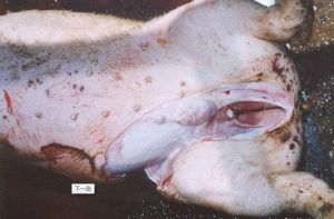 Porcine reproductive and respiratory syndrome virus