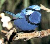 輝藍細尾鷯鶯