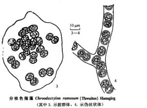 分枝色指藻