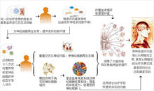 神經細胞修復再生技術原理