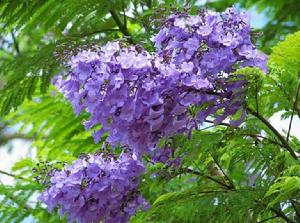 藍花楹[管狀花目紫葳科植物]