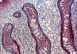 cell[生物體結構和功能的基本單位]