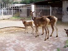 西寧動物園的動物