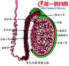 對氨基水楊酸鈉