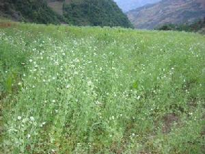 施決魯村豌豆種植