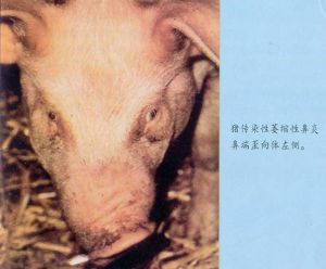 豬傳染性萎縮性鼻炎