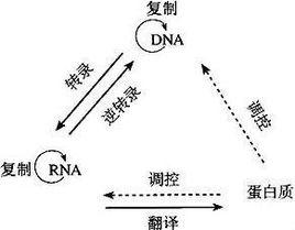 RNA複製