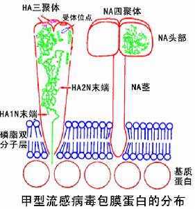 病毒學