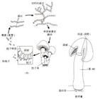 小殼囊孢