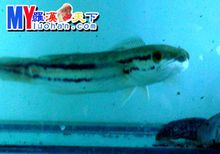 大鉛筆魚