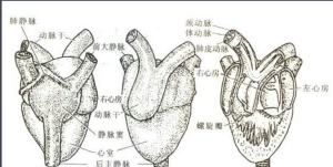 開管式循環系統