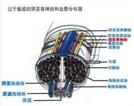 第V代高倍鏡陰莖背神經定位脫敏術
