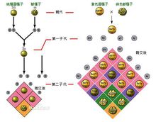 分離定律