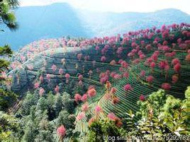 新合村[雲南南澗縣無量山鎮下轄村]