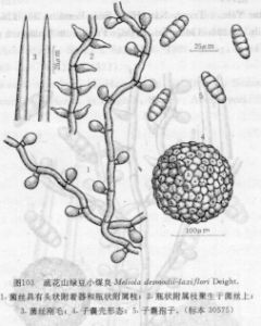 疏花山綠豆小煤炱