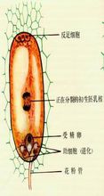 雙子葉植物胚