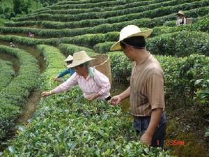 茶葉種植