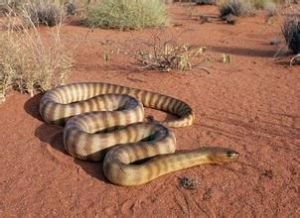 澳洲泰斑蛇