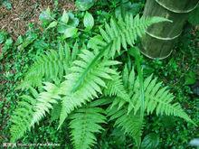 蕨類植物圖冊