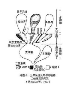 原核生物界