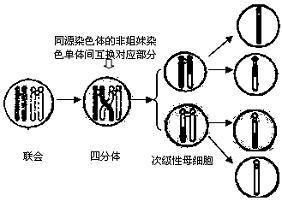 次級性母細胞