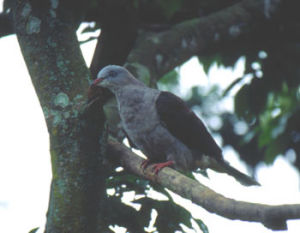 山皇鳩