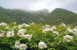 丫山花海石林旅遊區