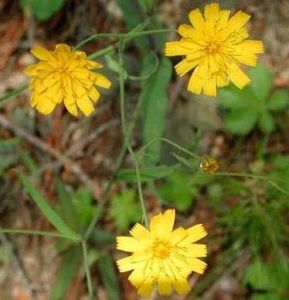 簇生山柳菊