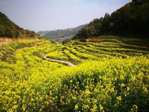 金山農耕文化園油菜花海