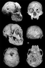 南方古猿驚奇種頭骨化石