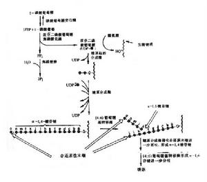 糖原合成