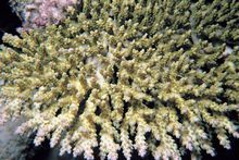 浪花鹿角珊瑚
