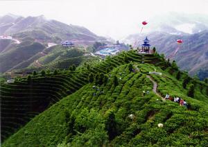 凌雲茶山