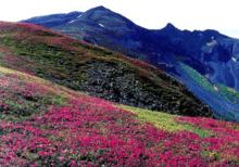 高山花園