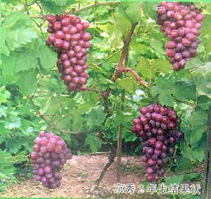 京秀葡萄