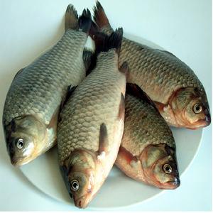 Crucian carp