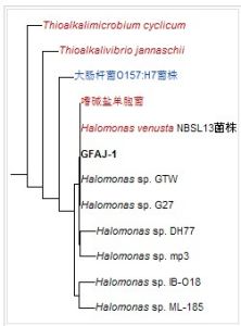 GFAJ-1與相關細菌（基於核糖體DNA序列同源性）的種系發生。