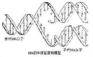 半不連續複製