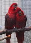 紅衣吸蜜鸚鵡