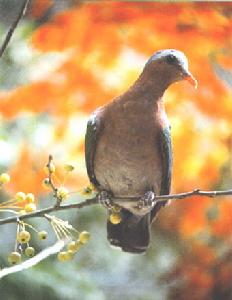 《國家重點保護野生動物名錄》