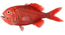 紅獅子魚 orange roughy