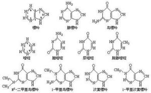 含氮鹼基