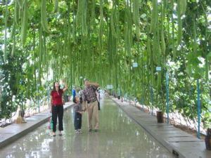 秦皇島集發農業觀光園