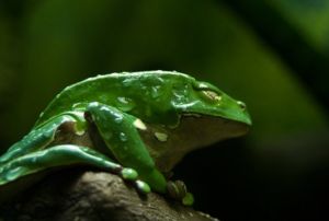 兩棲爬行動物館